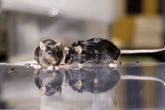 glucose mice